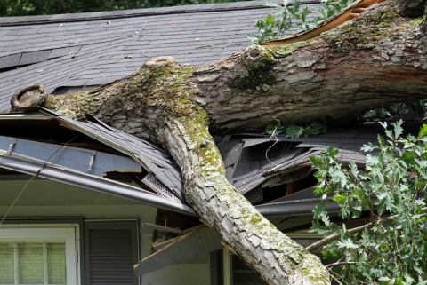 fallen tree on house